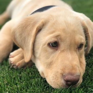 Meet your Posher, Jensen